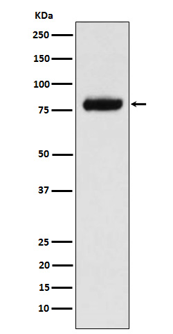 1 - Anti-PLAP Rabbit Monoclonal Antibody ABO15943