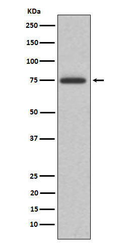 1 - Anti-ABI2 Rabbit Monoclonal Antibody ABO15946