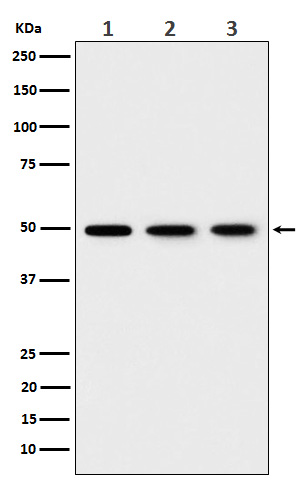 1 - Anti-EEF1G Rabbit Monoclonal Antibody ABO15948