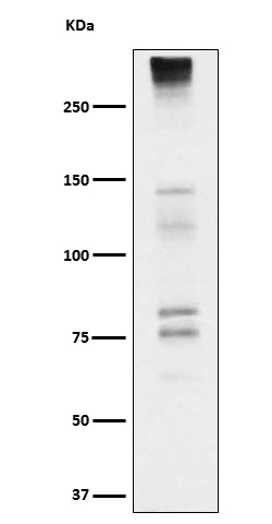 1 - Anti-Neurocan Rabbit Monoclonal Antibody ABO15950