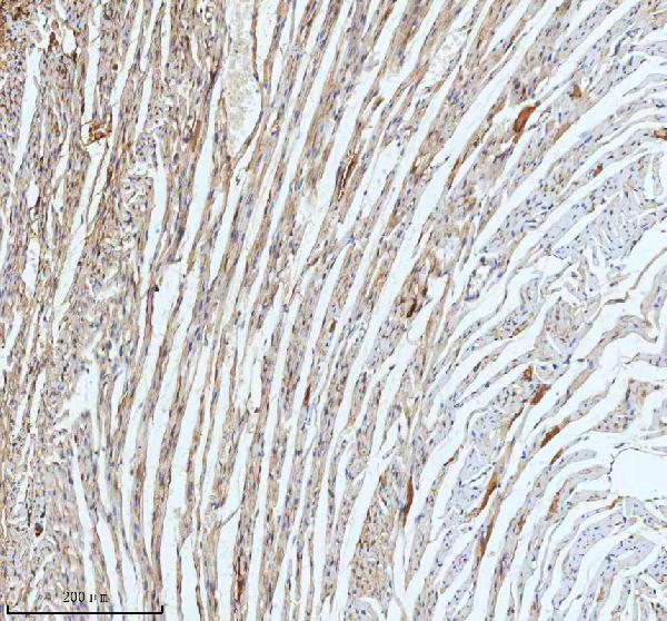 2 - Anti-ECM1 Rabbit Monoclonal Antibody ABO15951