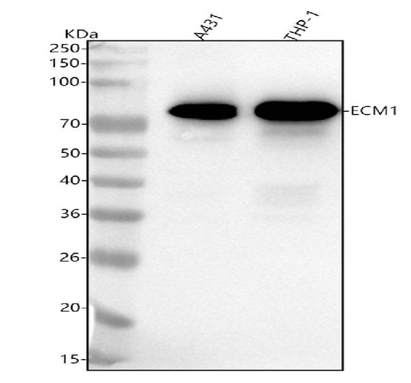 1 - Anti-ECM1 Rabbit Monoclonal Antibody ABO15951
