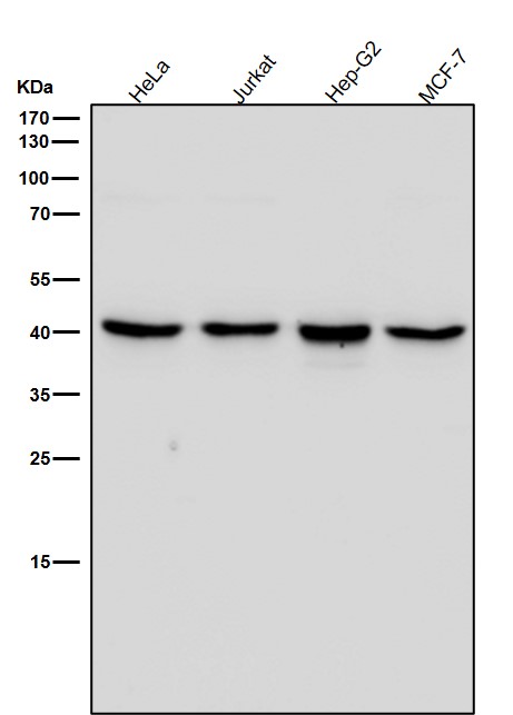 1 - Anti-ALKBH1 Rabbit Monoclonal Antibody ABO15952