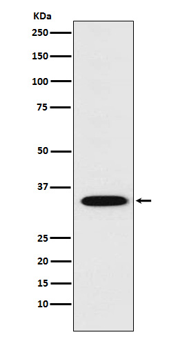 1 - Anti-STX1A Rabbit Monoclonal Antibody ABO15958