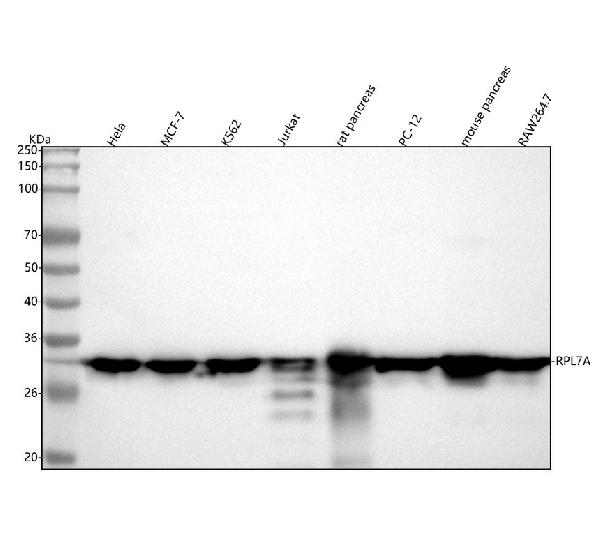 1 - Anti-RPL7A Rabbit Monoclonal Antibody ABO15960