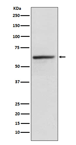 1 - Anti-KLC1 Rabbit Monoclonal Antibody ABO15962