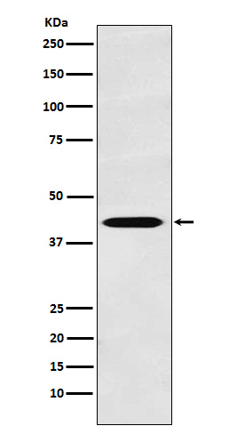 1 - Anti-TROY Rabbit Monoclonal Antibody ABO15964