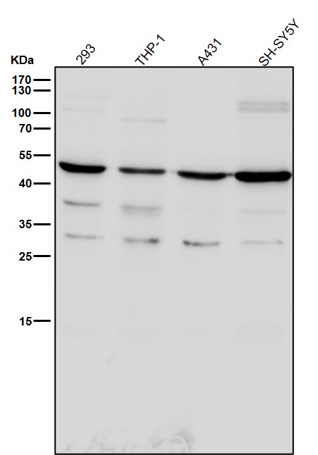 1 - Anti-TROY Rabbit Monoclonal Antibody ABO15964