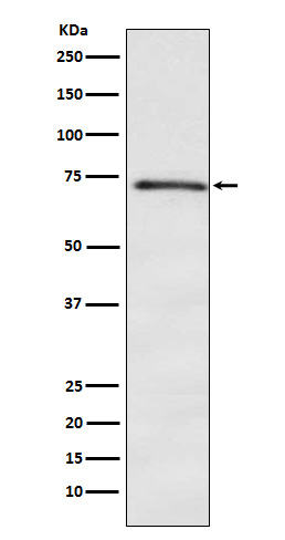 1 - Anti-DOK1 Rabbit Monoclonal Antibody ABO15965
