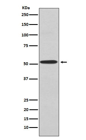 1 - Anti-Kir2.1 Rabbit Monoclonal Antibody ABO15966
