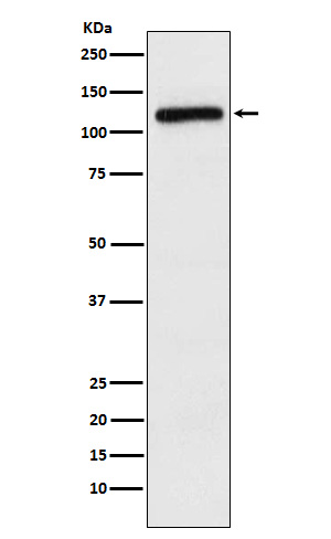 1 - Anti-APLP2 Rabbit Monoclonal Antibody ABO15968