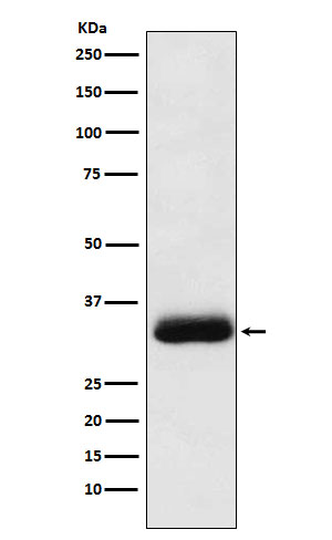 1 - Anti-Alpha SNAP Rabbit Monoclonal Antibody ABO15969