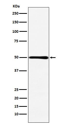 1 - Anti-HMGCS2 Rabbit Monoclonal Antibody ABO15972