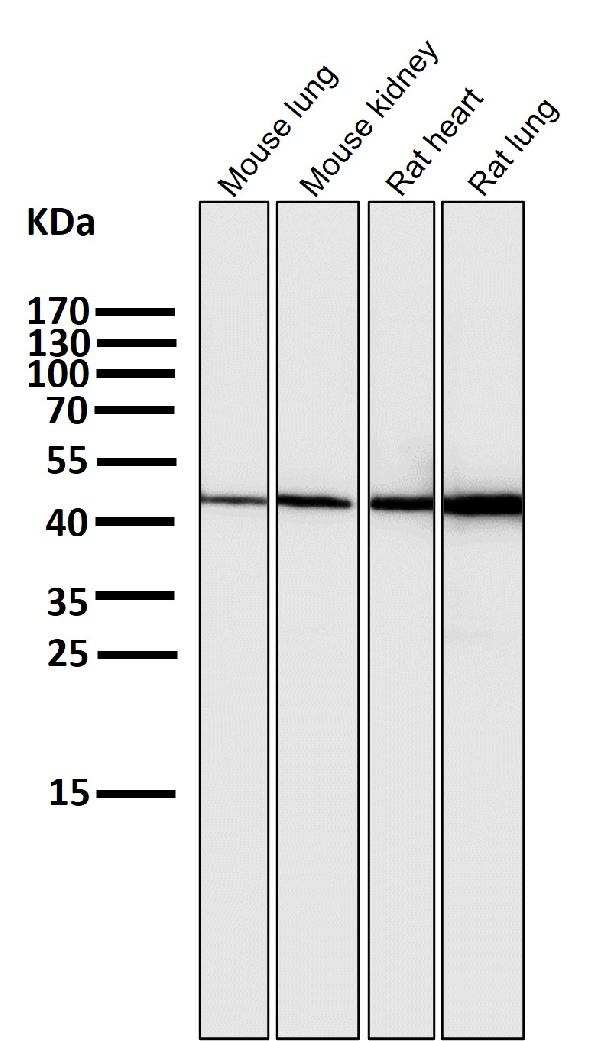1 - Anti-HMGCS2 Rabbit Monoclonal Antibody ABO15972