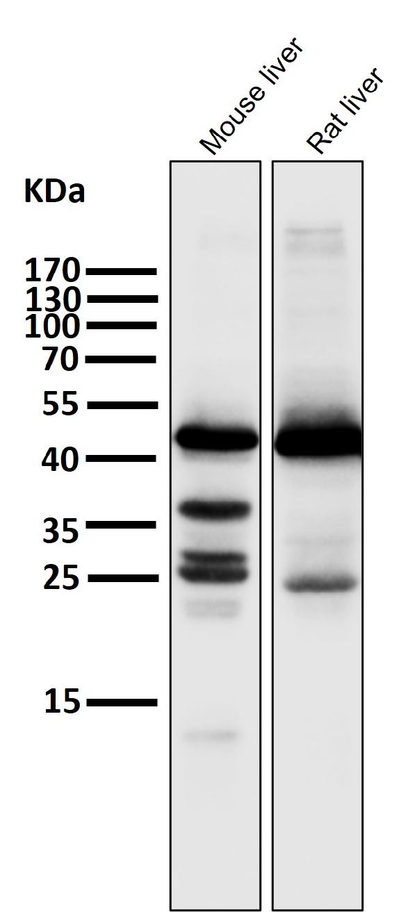 1 - Anti-HMGCS2 Rabbit Monoclonal Antibody ABO15972