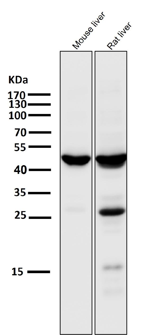 1 - Anti-HMGCS2 Rabbit Monoclonal Antibody ABO15972