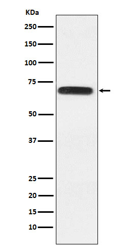 1 - Anti-RGAP1 Rabbit Monoclonal Antibody ABO15974