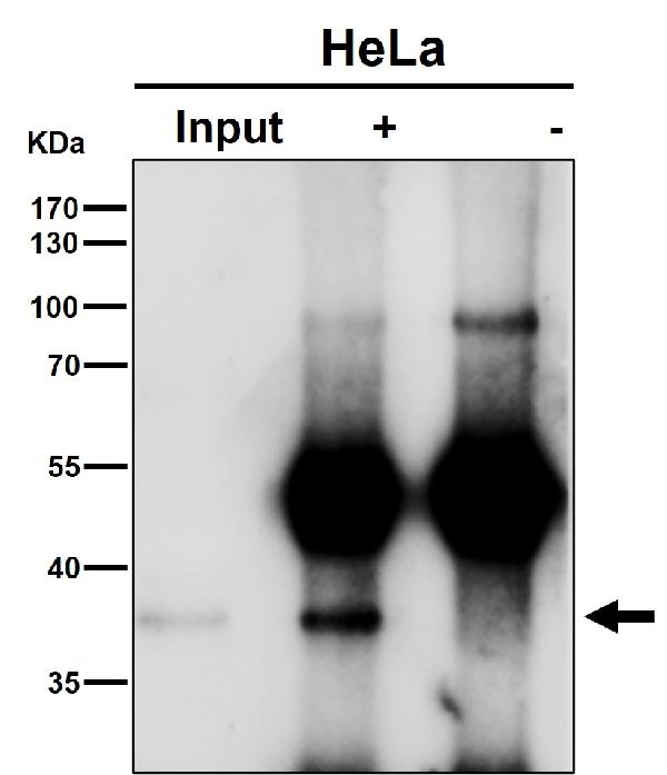 1 - Anti-NFYA Rabbit Monoclonal Antibody ABO15975