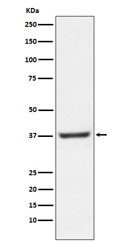 1 - Anti-NFYA Rabbit Monoclonal Antibody ABO15975
