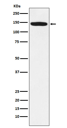 1 - Anti-HTSF1 Rabbit Monoclonal Antibody ABO15977