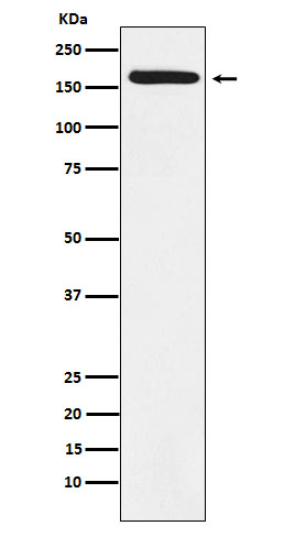 1 - Anti-BAT3 Rabbit Monoclonal Antibody ABO15978