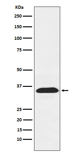 1 - Anti-PEX19 Rabbit Monoclonal Antibody ABO15979