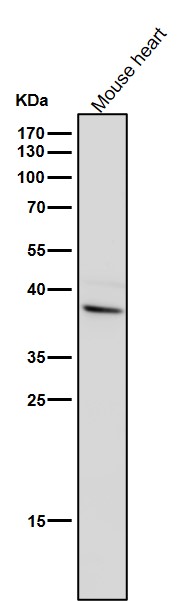 1 - Anti-Arg2 Rabbit Monoclonal Antibody ABO15981