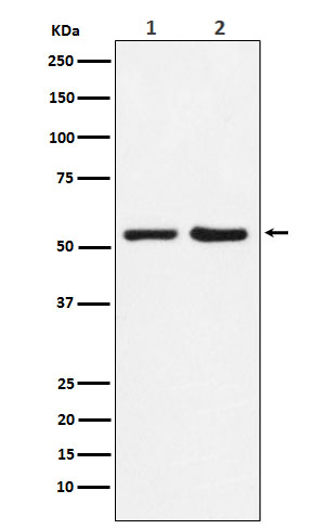 1 - Anti-P4HB Rabbit Monoclonal Antibody ABO15982