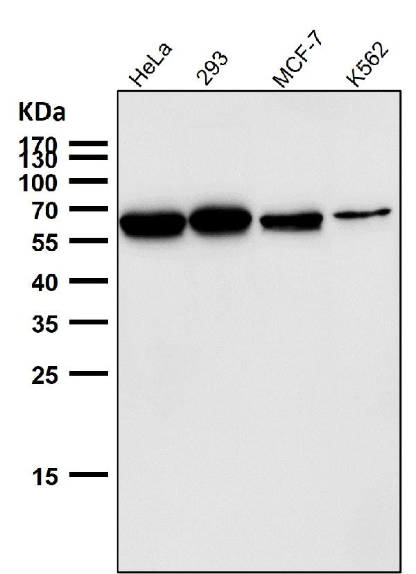 1 - Anti-P4HB Rabbit Monoclonal Antibody ABO15982