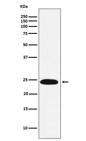 1 - Anti-VPS28 Rabbit Monoclonal Antibody ABO15984