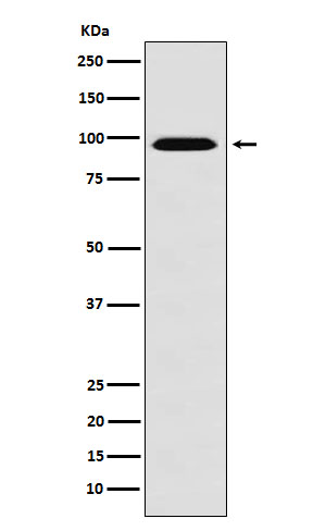 1 - Anti-RanBP9 Rabbit Monoclonal Antibody ABO15985