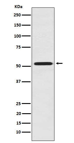 1 - Anti-FMO3 Rabbit Monoclonal Antibody ABO15987