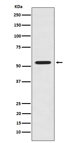 1 - Anti-LMAN1 Rabbit Monoclonal Antibody ABO15988