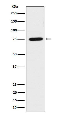 1 - Anti-LPP Rabbit Monoclonal Antibody ABO15991