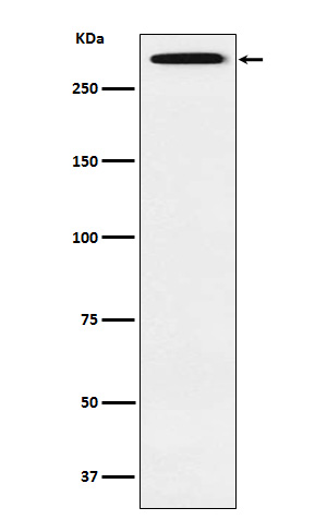 1 - Anti-Smg1 Rabbit Monoclonal Antibody ABO15996