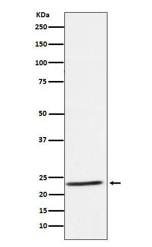 1 - Anti-IL32 Rabbit Monoclonal Antibody ABO15997