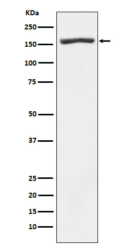 1 - Anti-Nidogen 1 Rabbit Monoclonal Antibody ABO16002