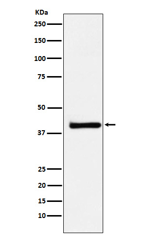 1 - Anti-XRCC3 Rabbit Monoclonal Antibody ABO16005
