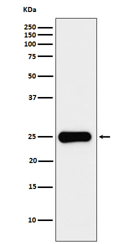 1 - Anti-Placental lactogen Rabbit Monoclonal Antibody ABO16006