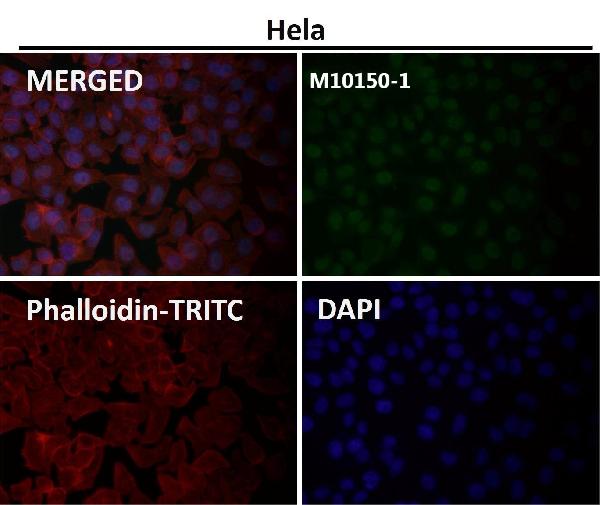 1 - Anti-WDR4 Rabbit Monoclonal Antibody ABO16008