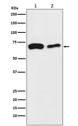 1 - Anti-SLC27A4 / FATP4 Rabbit Monoclonal Antibody ABO16009