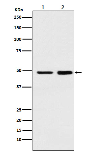 1 - Anti-MAT2A Rabbit Monoclonal Antibody ABO16010