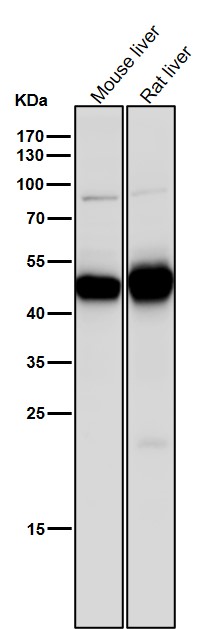 1 - Anti-MAT2A Rabbit Monoclonal Antibody ABO16010