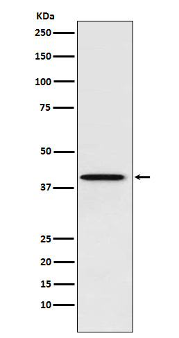 1 - Anti-PCBP1 Rabbit Monoclonal Antibody ABO16011
