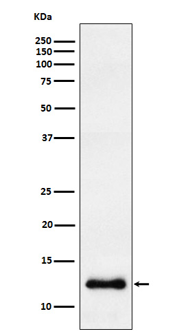 1 - Anti-CCL23 Rabbit Monoclonal Antibody ABO16012