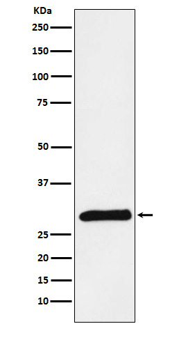 1 - Anti-PRSS2 Rabbit Monoclonal Antibody ABO16013