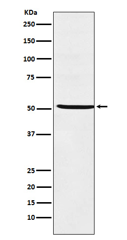 1 - Anti-STF1 Rabbit Monoclonal Antibody ABO16014