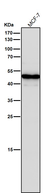 1 - Anti-STF1 Rabbit Monoclonal Antibody ABO16014