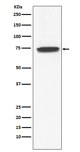 1 - Anti-GCYA3 Rabbit Monoclonal Antibody ABO16017