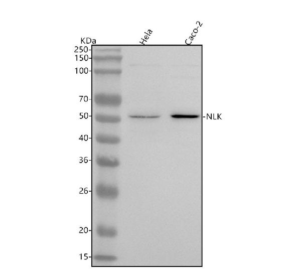 1 - Anti-NLK Rabbit Monoclonal Antibody ABO16018